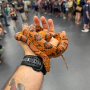 Snake