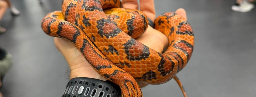 Snake
